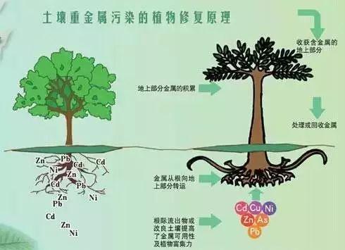 不同類型重金屬污染土壤來源及特點(diǎn)