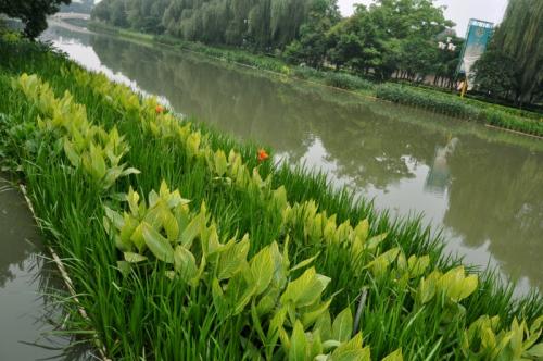 生態(tài)浮島的生態(tài)功能